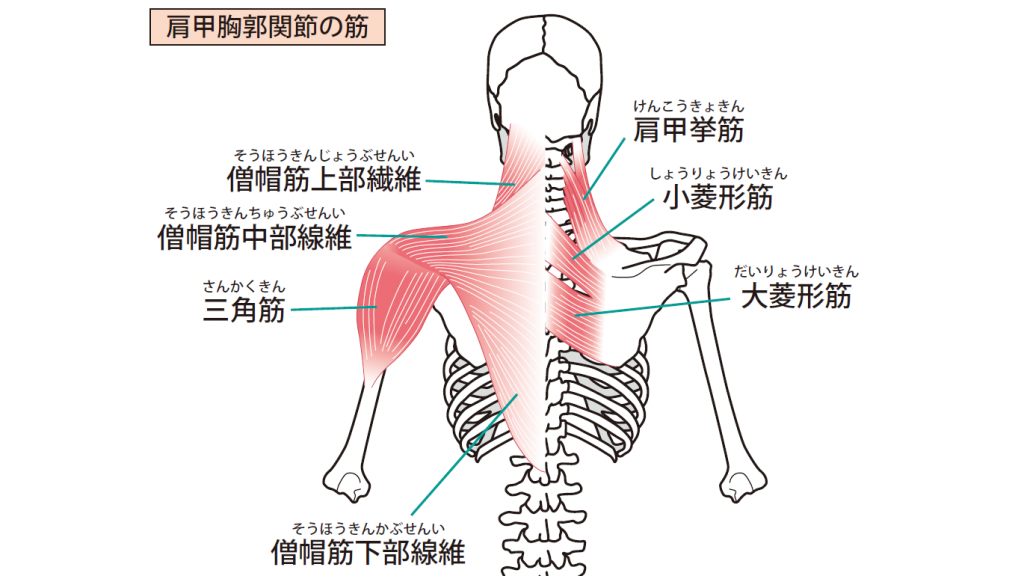 5-6【肩と腕、首とあご】噛み合わせと歯列矯正