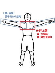 体幹上部・大胸筋&肩甲骨周り